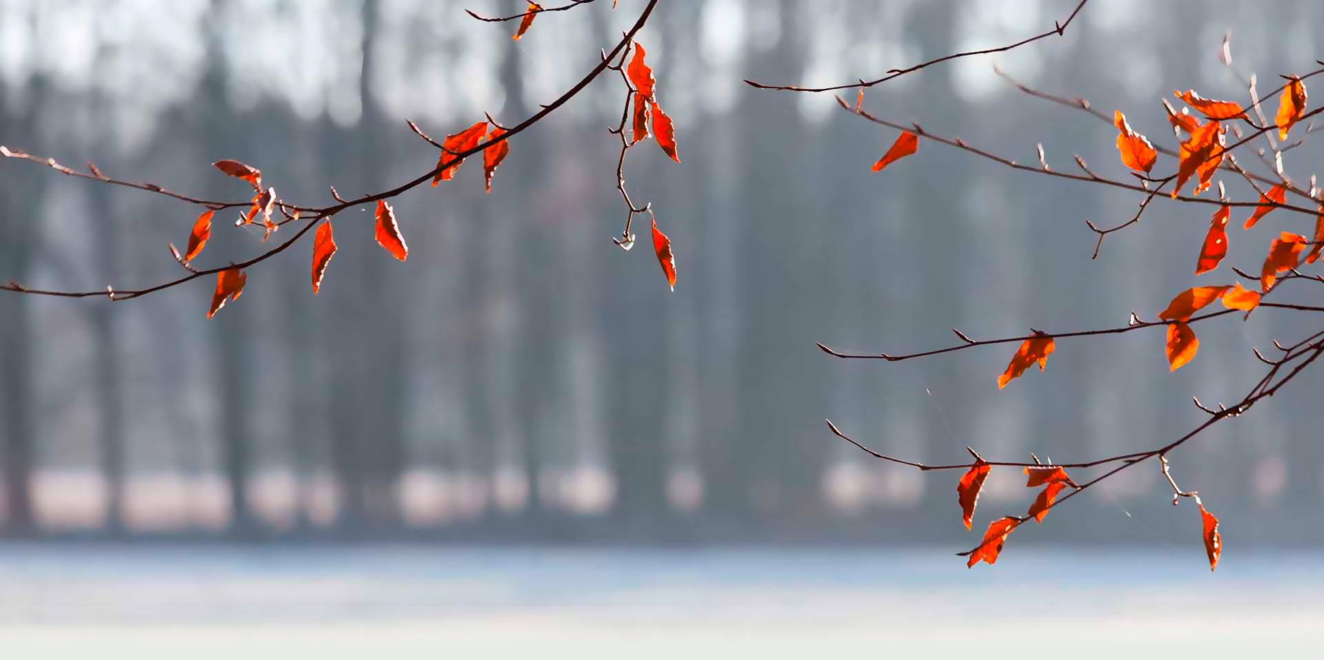 Homepage